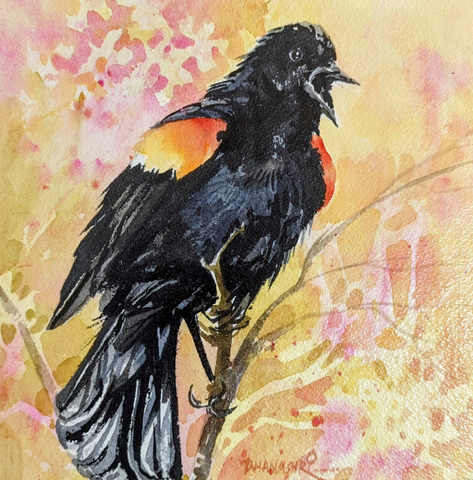 dhanashri bapat ~ Red Winged Blackbird